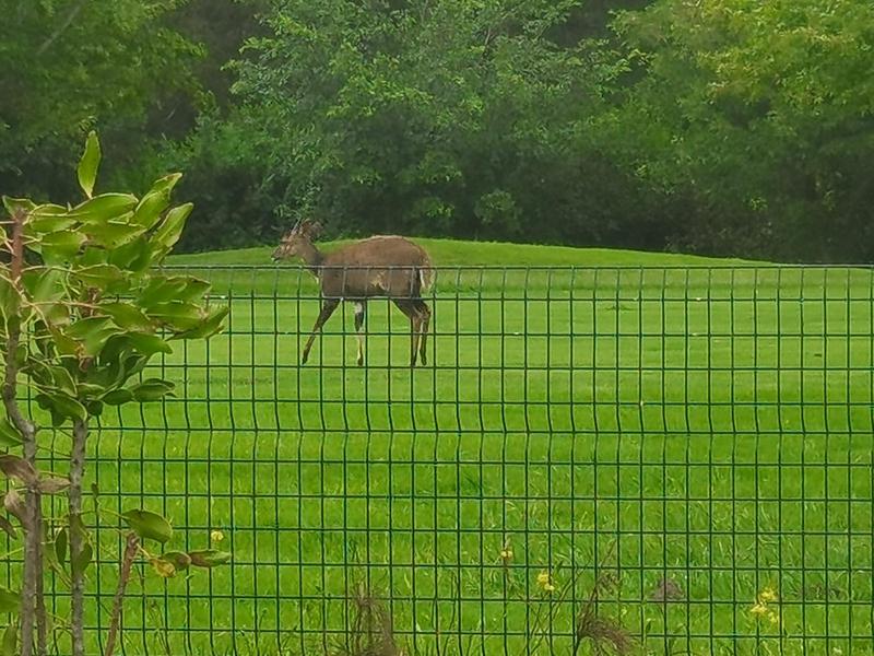 Commercial Property for Sale in King George Park Western Cape